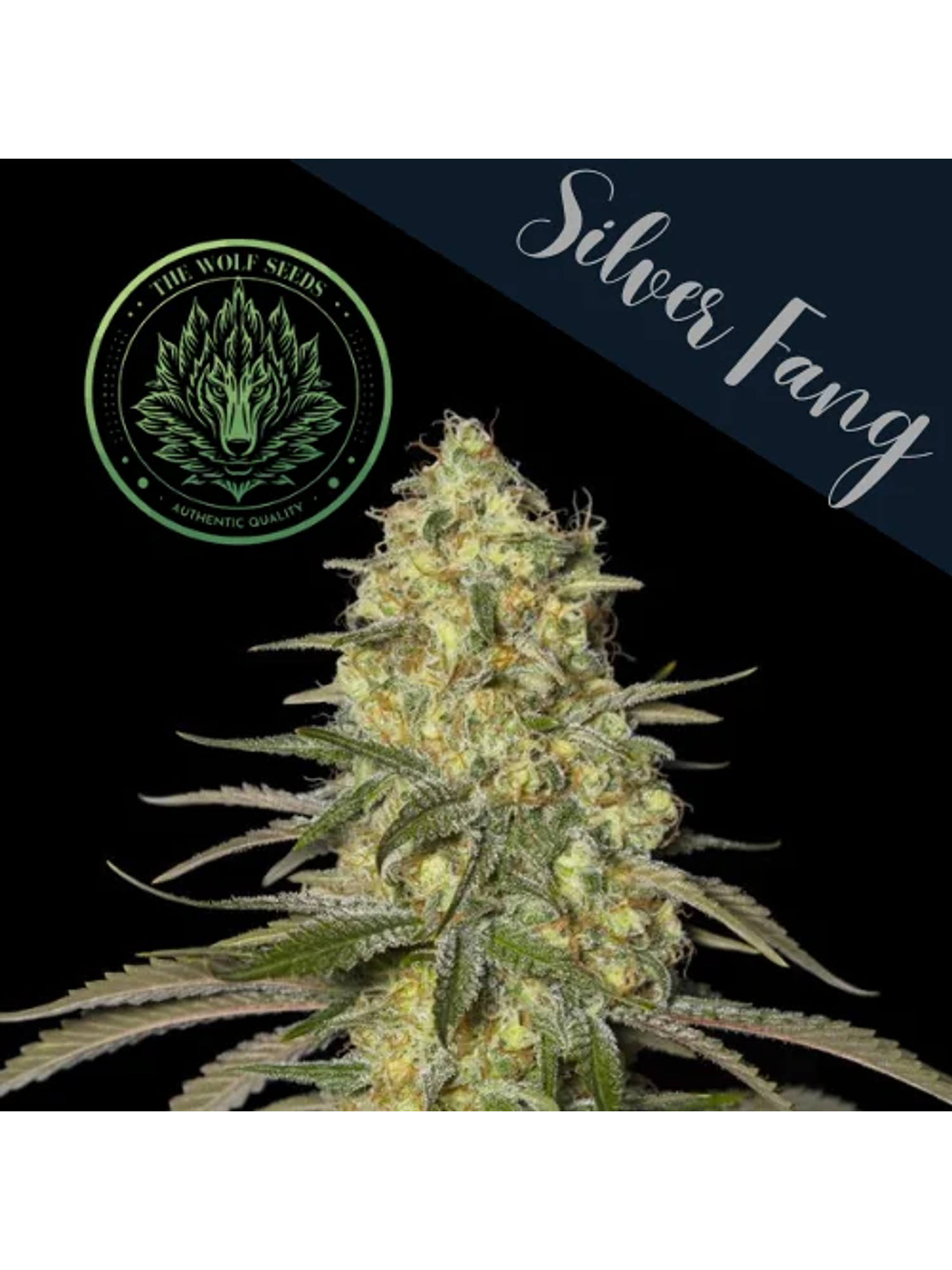 Silver Fang Fem X3+1-The Wolf Seeds 3