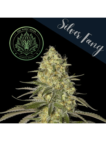 SILVER FANG FEM X3+1-THE WOLF SEEDS 3