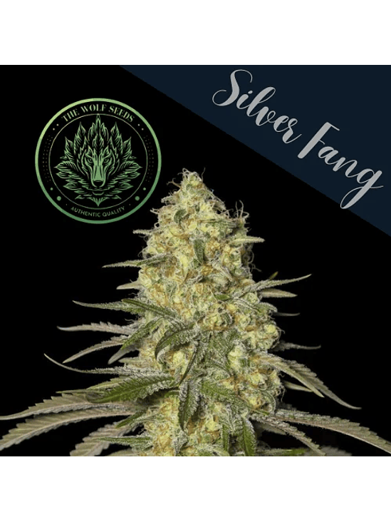 SILVER FANG FEM X3+1-THE WOLF SEEDS 3