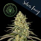 Silver Fang Fem X3+1-The Wolf Seeds - Miniatura 3