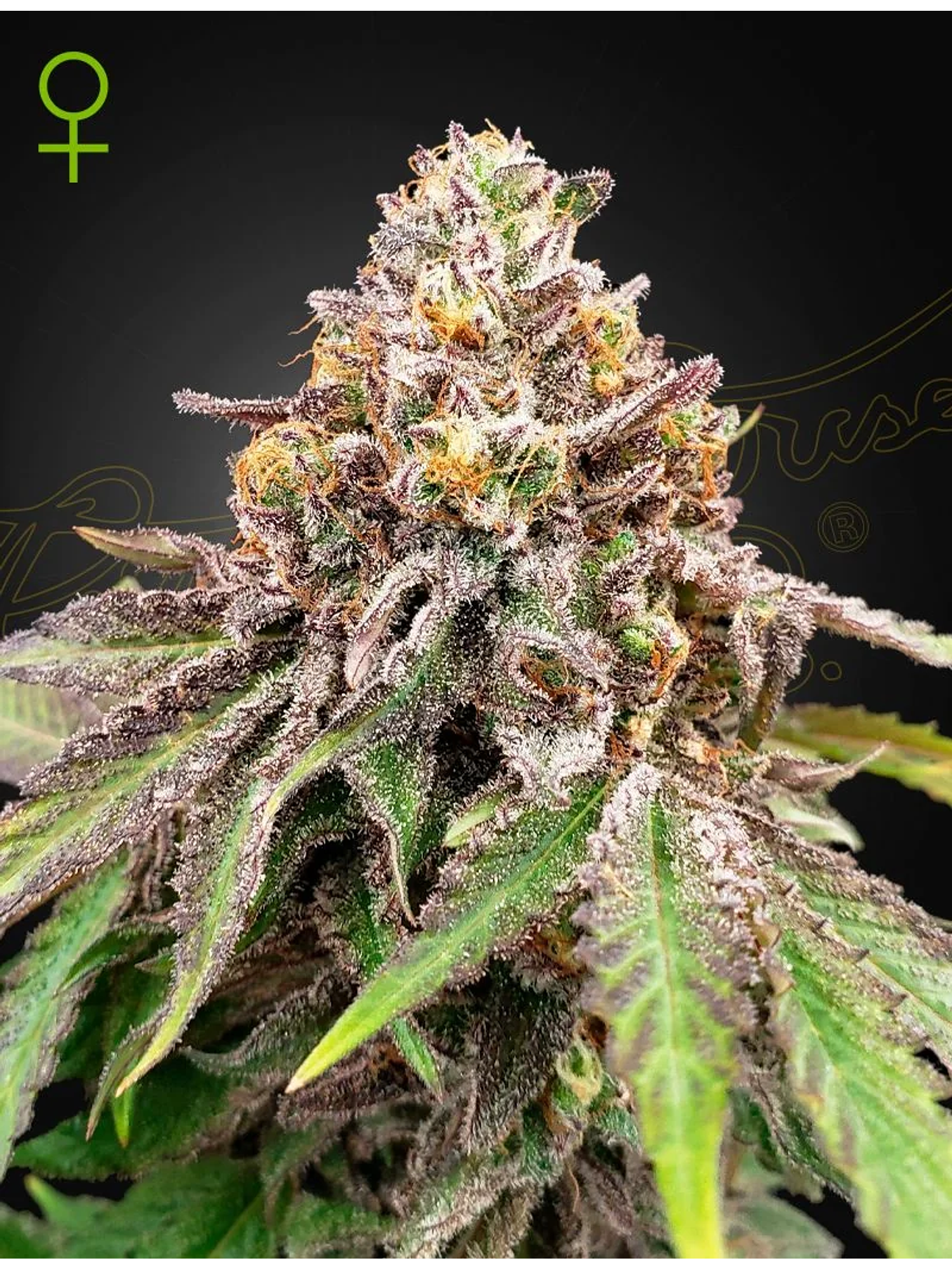 Blue Haze X Gelato 41 Auto X3 -Green House 1