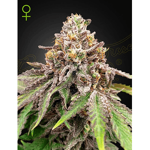 Blue Haze X Gelato 41 Auto X3 -Green House