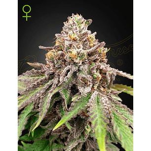 BLUE HAZE X GELATO 41 AUTO X3 -GREEN HOUSE