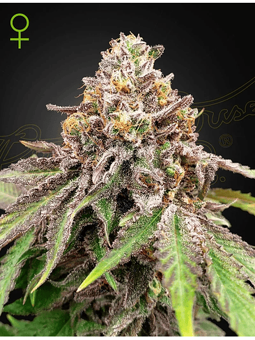 BLUE HAZE X GELATO 41 AUTO X3 -GREEN HOUSE 1