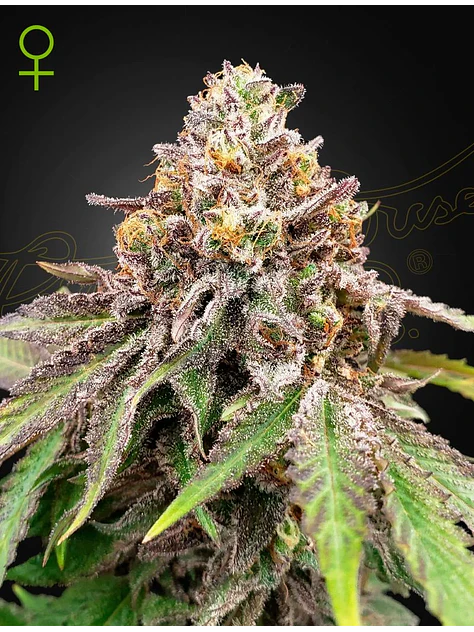 Blue Haze X Gelato 41 Auto X3 -Green House 1