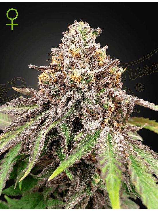 BLUE HAZE X GELATO 41 AUTO X3 -GREEN HOUSE 1