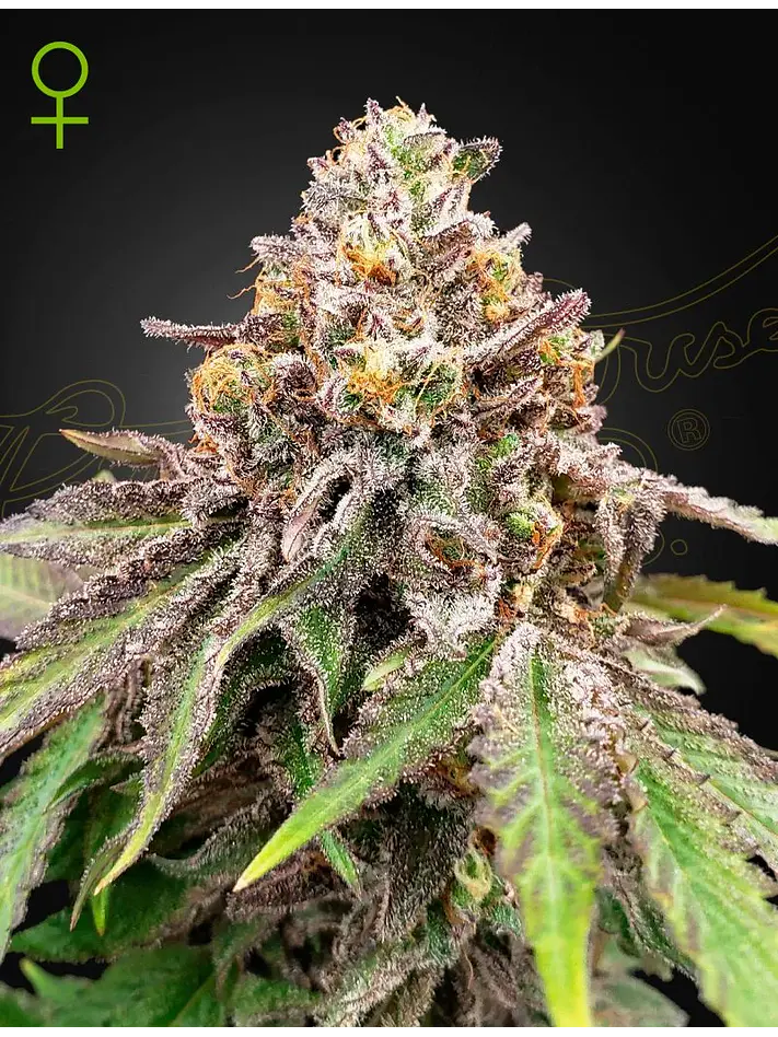 Blue Haze X Gelato 41 Auto X3 -Green House 1