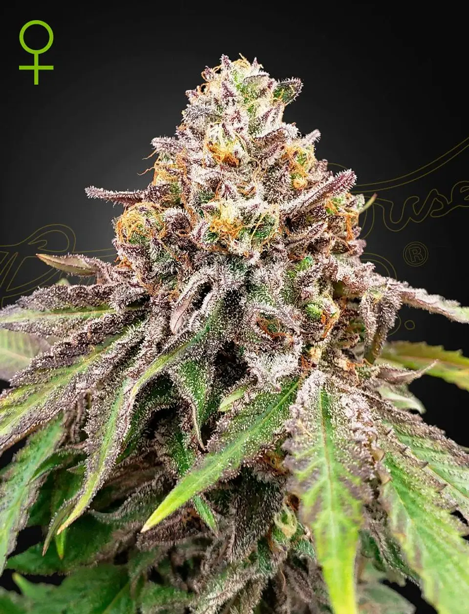 Blue Haze X Gelato 41 Auto X3 -Green House 1