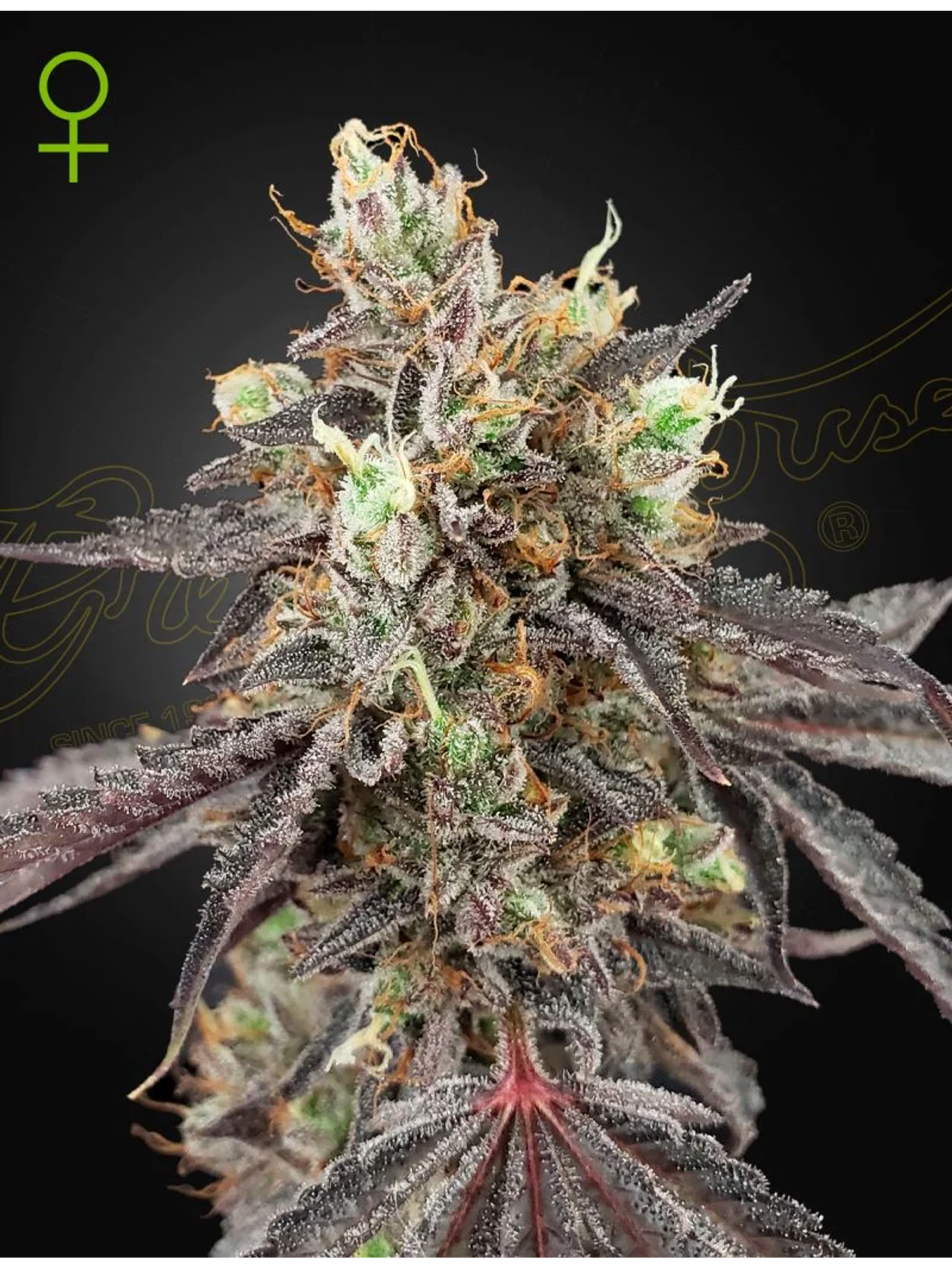 Gelato 41 X Gelato 41 Auto X3-Green House 1