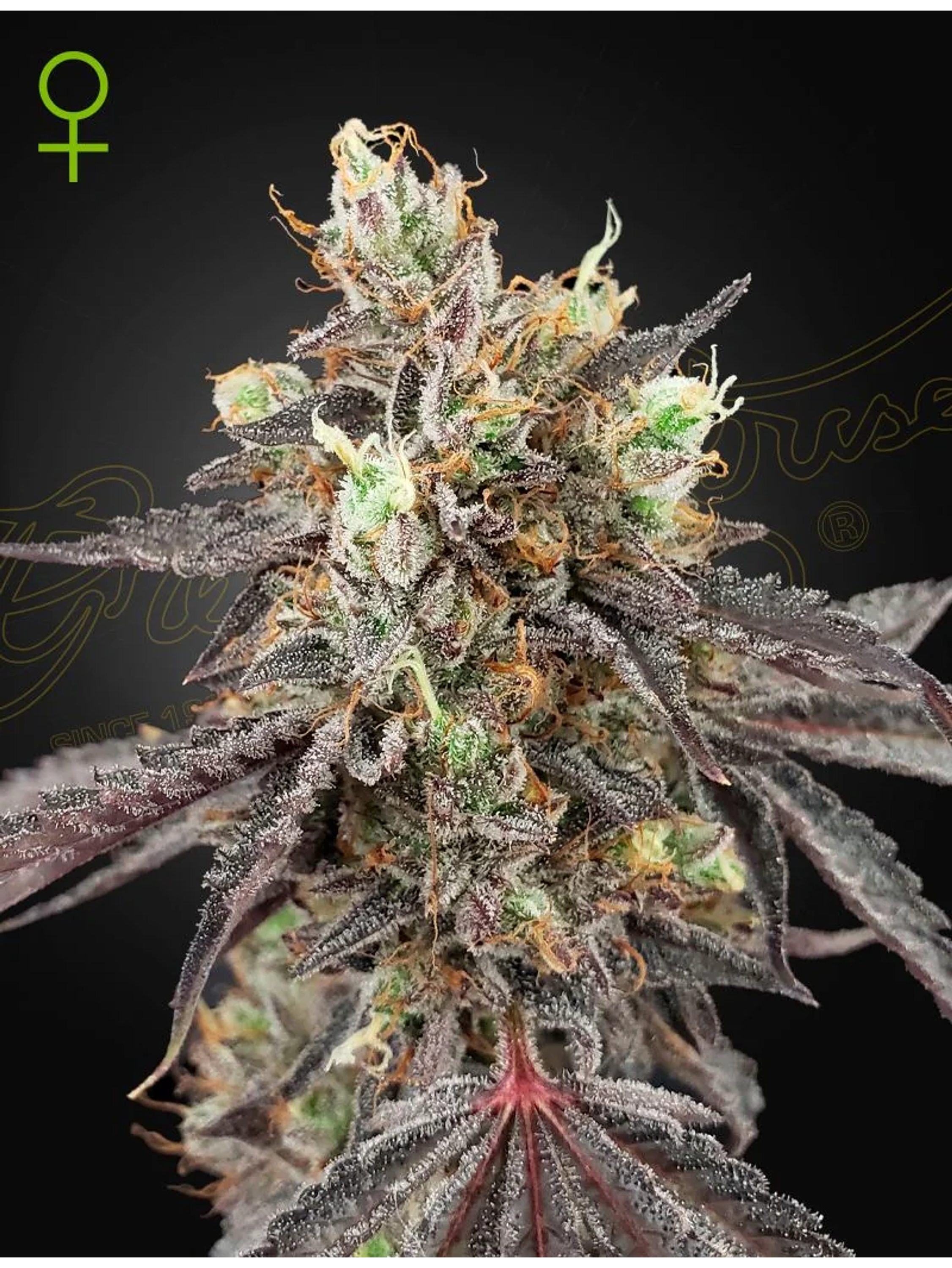 Gelato 41 X Gelato 41 Auto X3-Green House 1