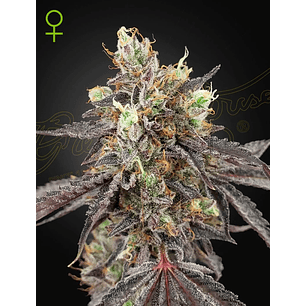 GELATO 41 X GELATO 41 AUTO X3-GREEN HOUSE