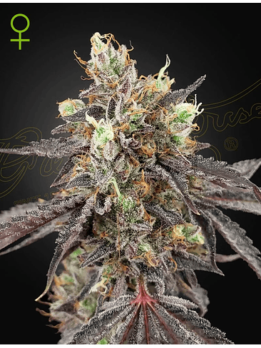 GELATO 41 X GELATO 41 AUTO X3-GREEN HOUSE 1