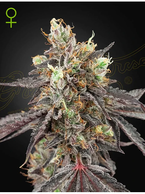 Gelato 41 X Gelato 41 Auto X3-Green House 1