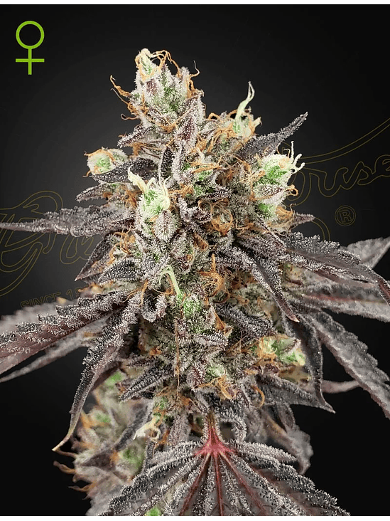 GELATO 41 X GELATO 41 AUTO X3-GREEN HOUSE 1