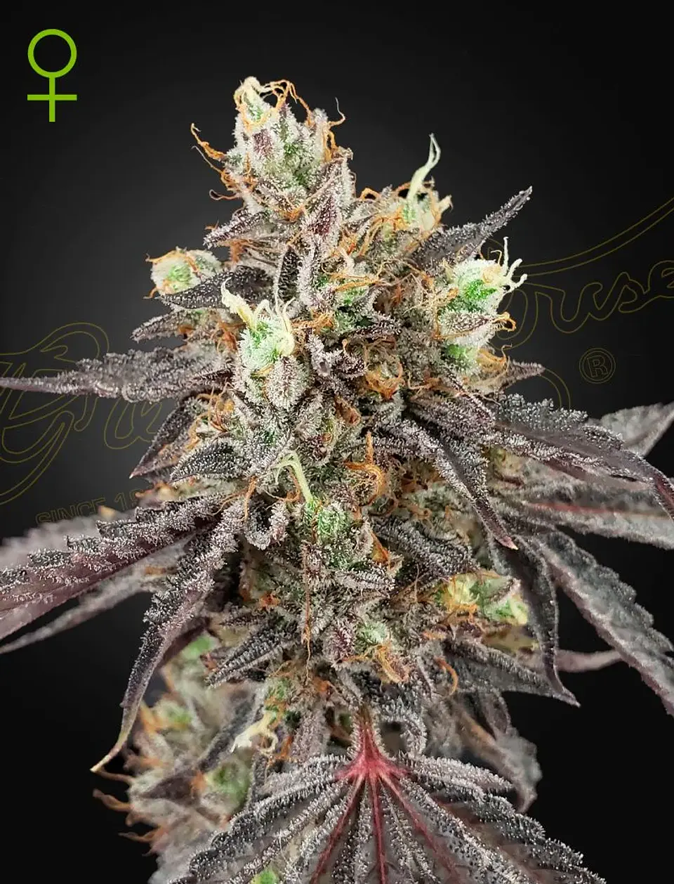 Gelato 41 X Gelato 41 Auto X3-Green House 1