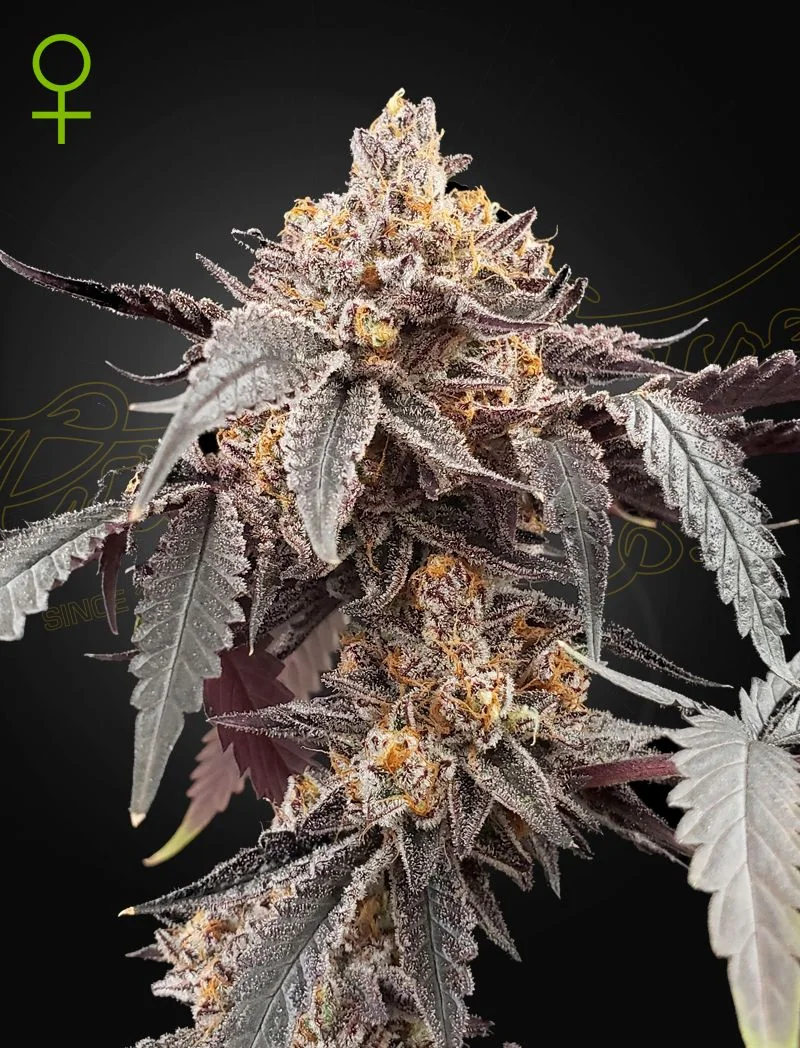 Guava X Gelato 41 Auto X3 -Green House 1
