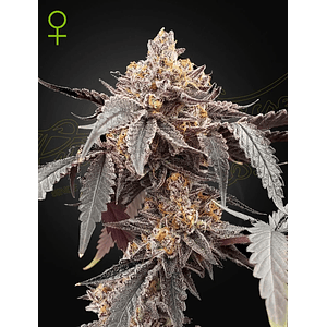 Guava X Gelato 41 Auto X3 -Green House