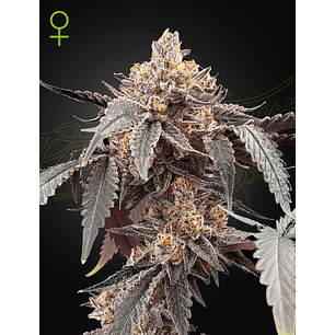 GUAVA X GELATO 41 AUTO X3 -GREEN HOUSE