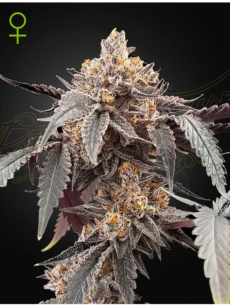 Guava X Gelato 41 Auto X3 -Green House 1