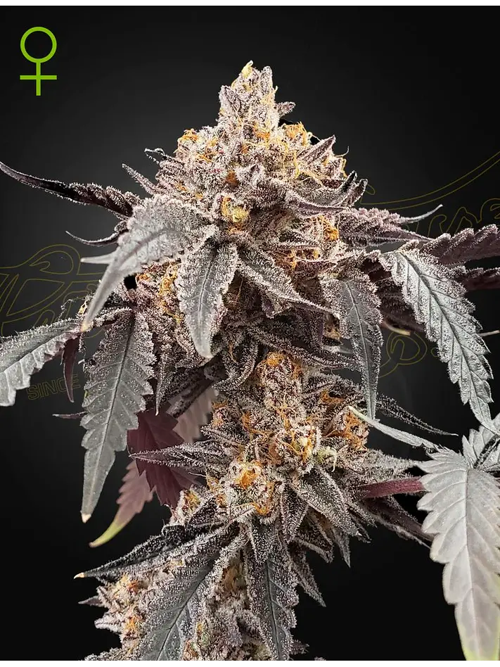 Guava X Gelato 41 Auto X3 -Green House 1