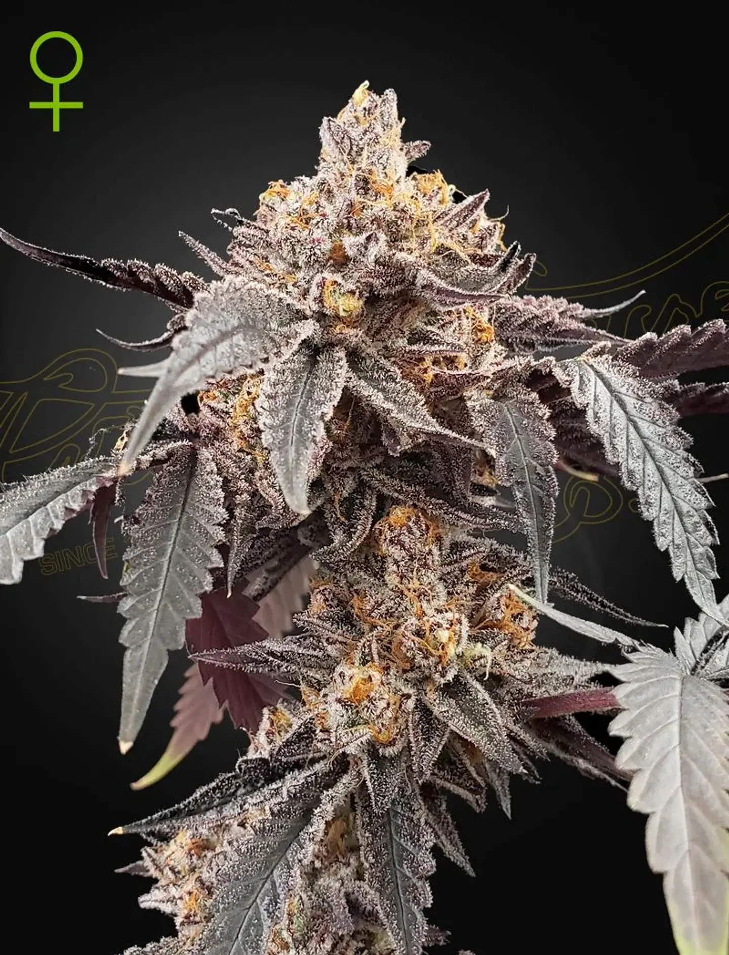 Guava X Gelato 41 Auto X3 -Green House 1