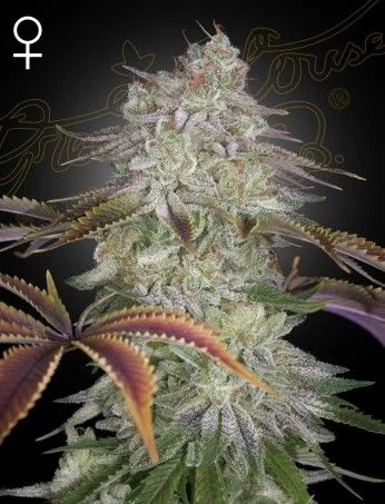 Alien Z Fem X3 -Green House 1