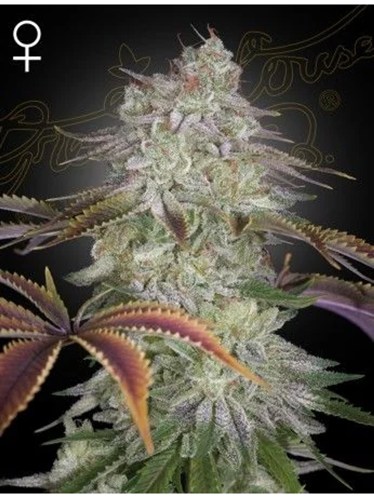 Alien Z Fem X3 -Green House 1