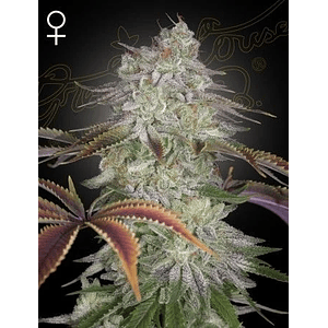 Alien Z Fem X3 -Green House