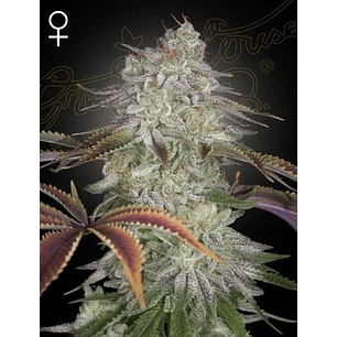 ALIEN Z FEM X3 -GREEN HOUSE