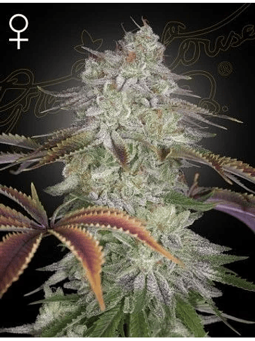 ALIEN Z FEM X3 -GREEN HOUSE 1