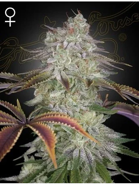 Alien Z Fem X3 -Green House 1