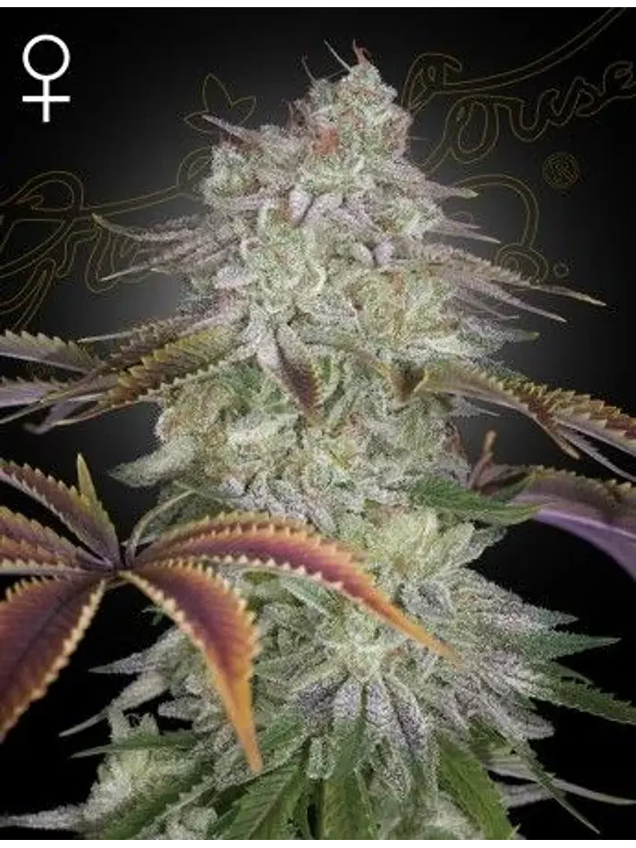 Alien Z Fem X3 -Green House 1