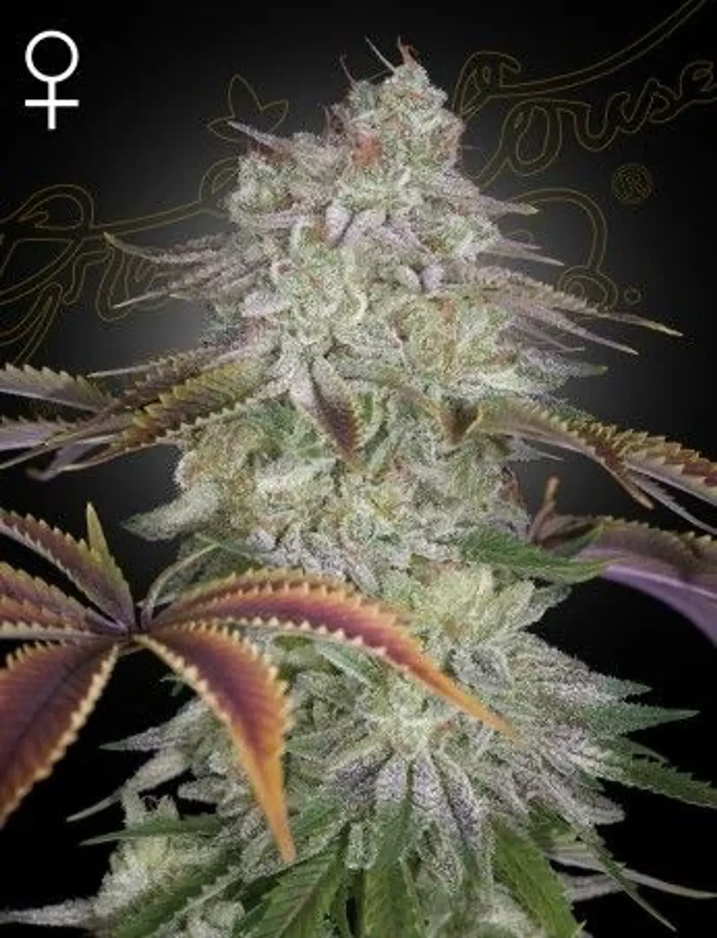 Alien Z Fem X3 -Green House 1