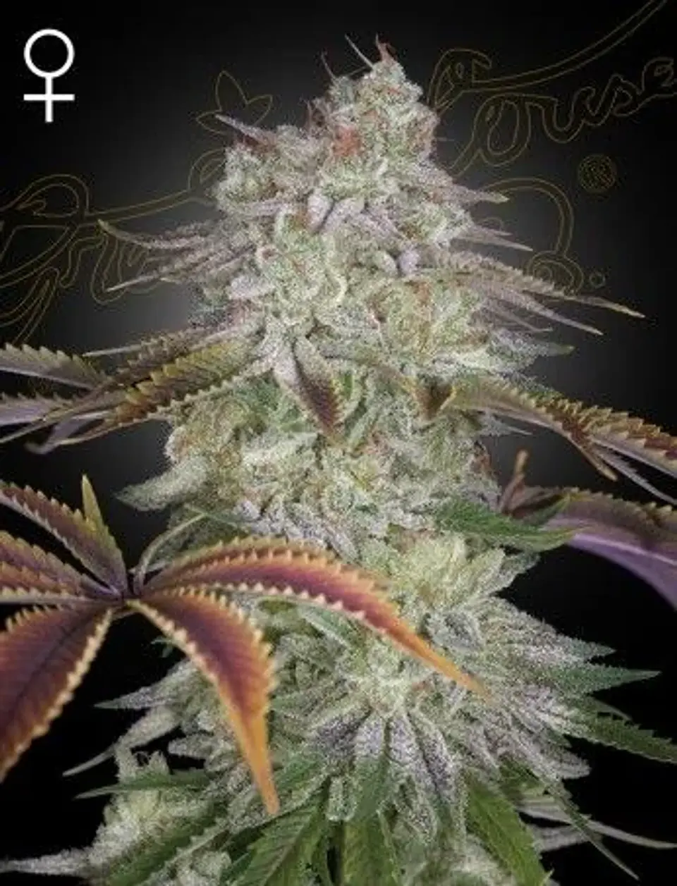 Alien Z Fem X3 -Green House 1