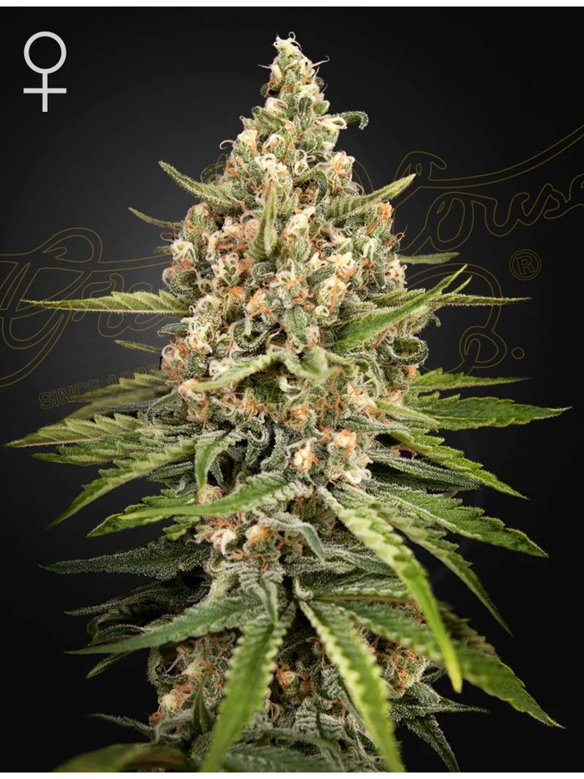 Bubba Slush Fem X3 -Green House 1