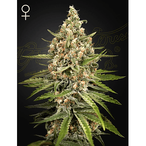 Bubba Slush Fem X3 -Green House