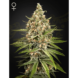 BUBBA SLUSH FEM X3 -GREEN HOUSE