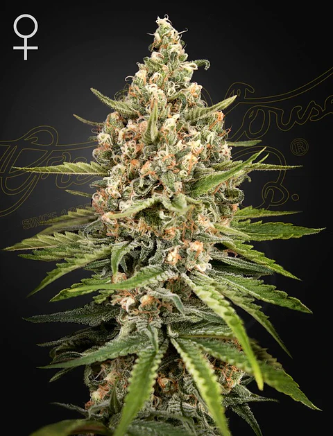 Bubba Slush Fem X3 -Green House