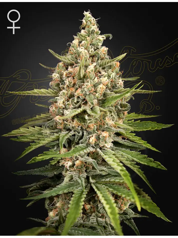 Bubba Slush Fem X3 -Green House 1