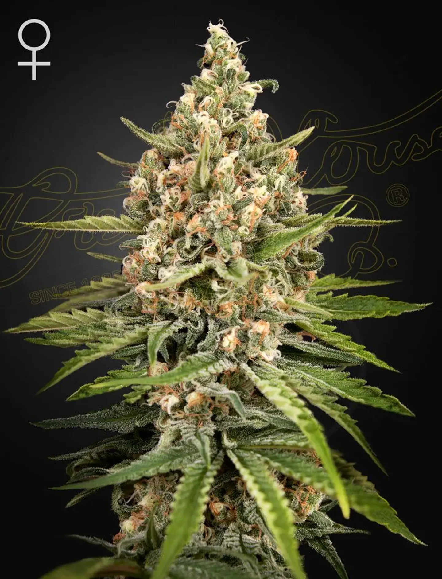 Bubba Slush Fem X3 -Green House 1