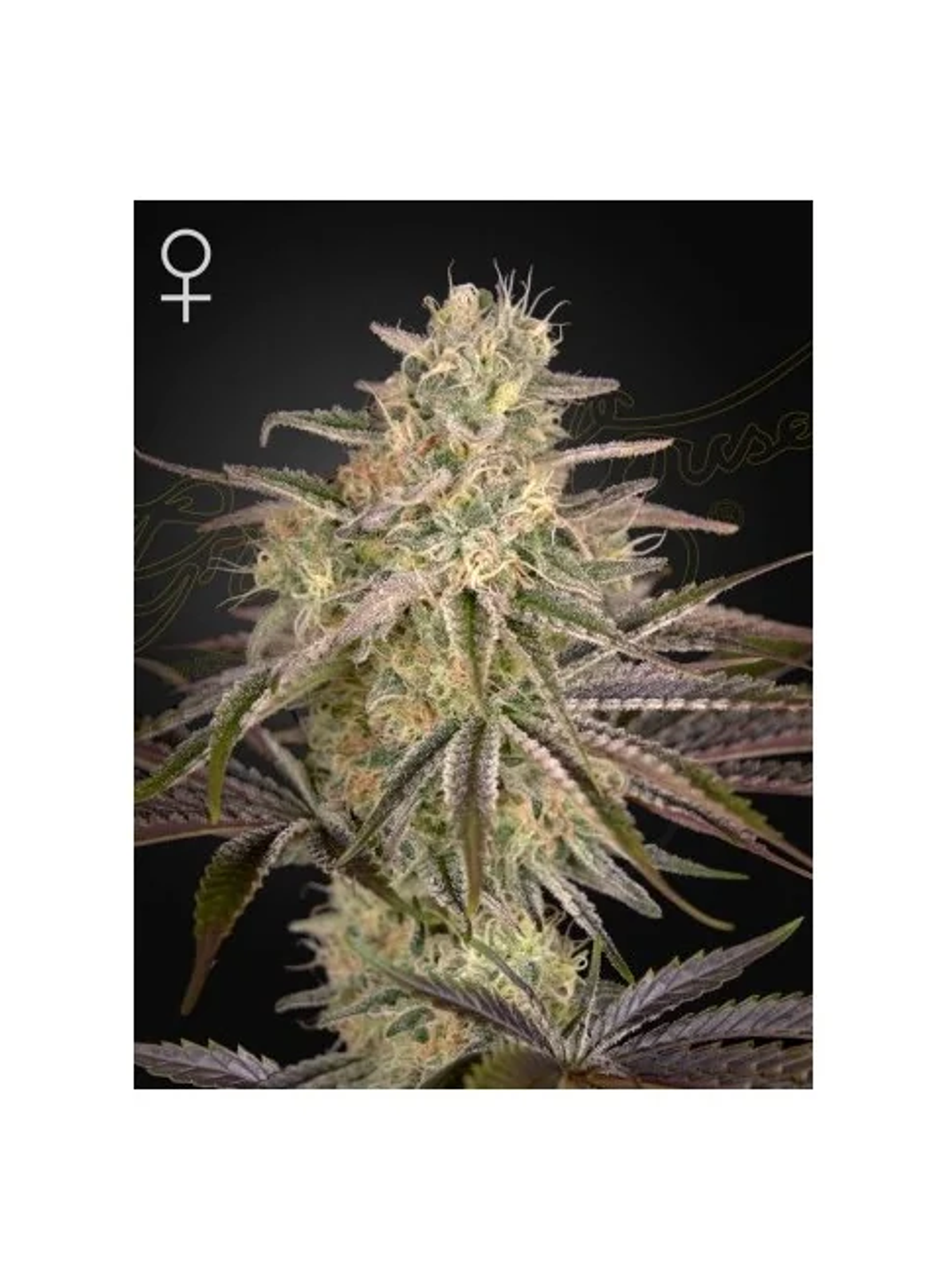 Cloudwalker Fem X3 -Green House 1