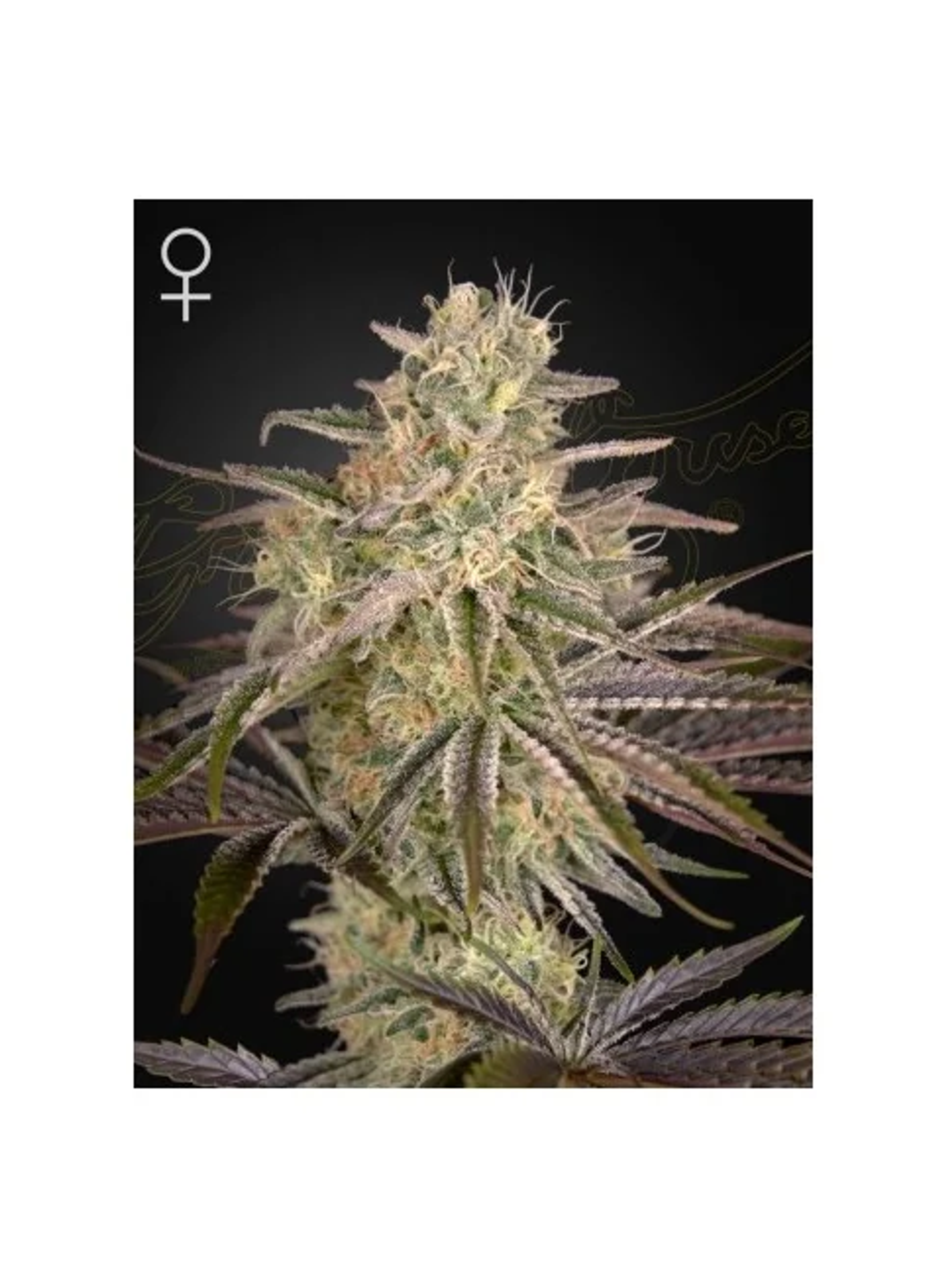 Cloudwalker Fem X3 -Green House 1