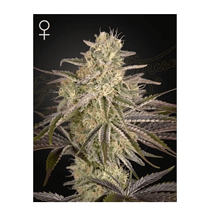 Cloudwalker Fem X3 -Green House