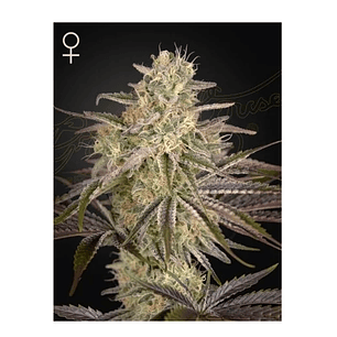 CLOUDWALKER FEM X3 -GREEN HOUSE