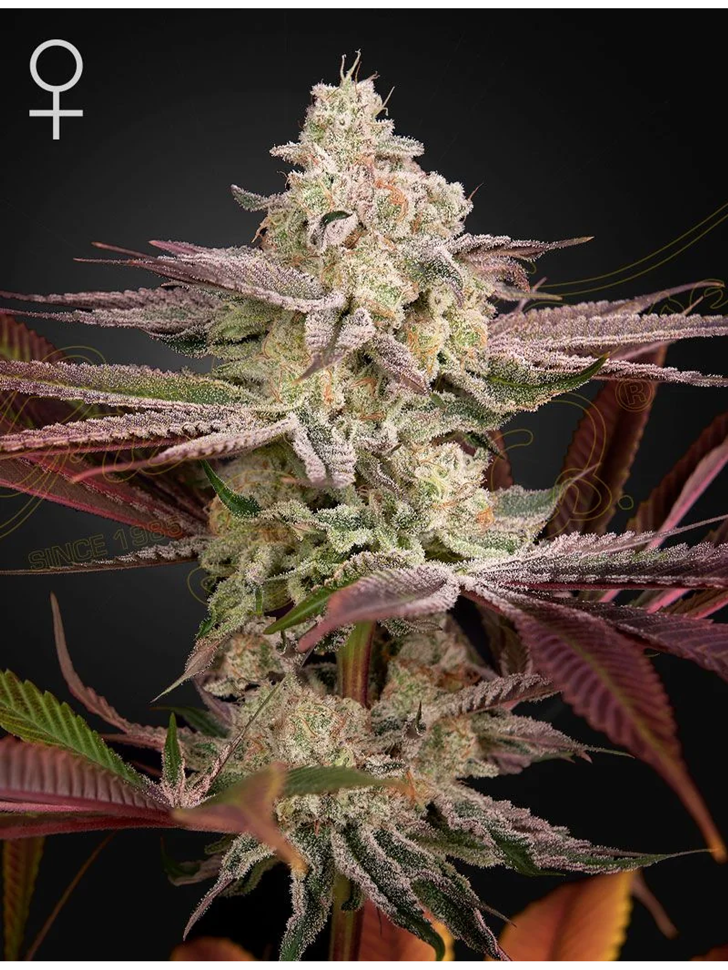 Chemical Bride Fem X3 -Green House 1