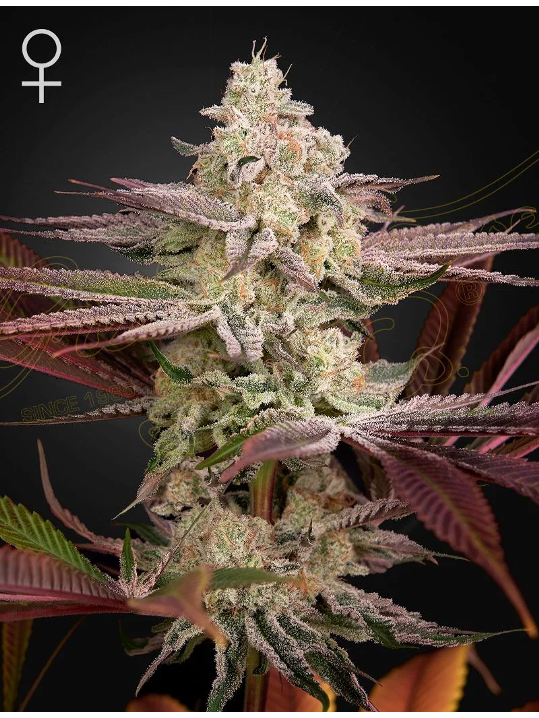 Chemical Bride Fem X3 -Green House 1