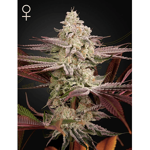 Chemical Bride Fem X3 -Green House