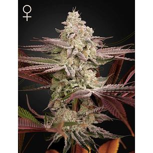 CHEMICAL BRIDE FEM X3 -GREEN HOUSE