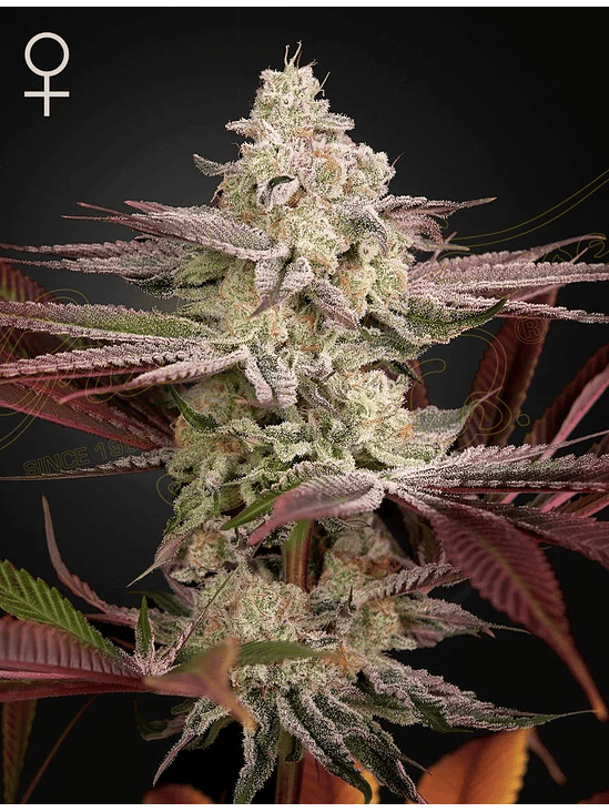 CHEMICAL BRIDE FEM X3 -GREEN HOUSE 1