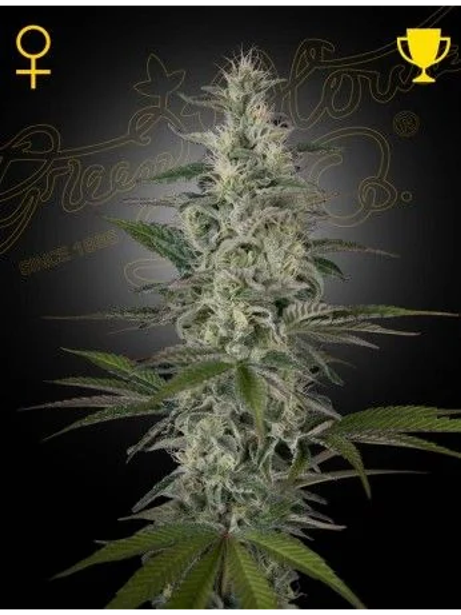 Hawaiian Snow Fem X3 -Green House 1